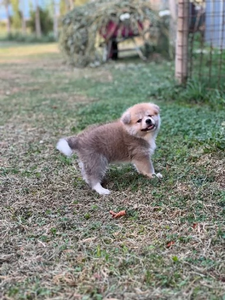Akita Inu  | Foto 3