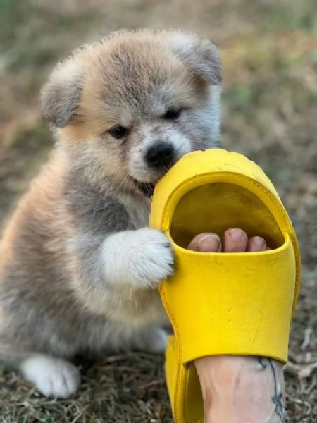 Akita Inu 