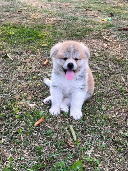 Akita Inu  | Foto 2