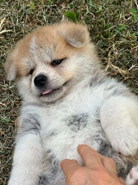 Akita Inu  | Foto 1