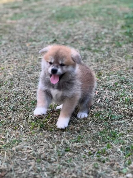 Akita Inu  | Foto 0