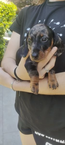 Cuccioli di bassotto nano arlecchino 