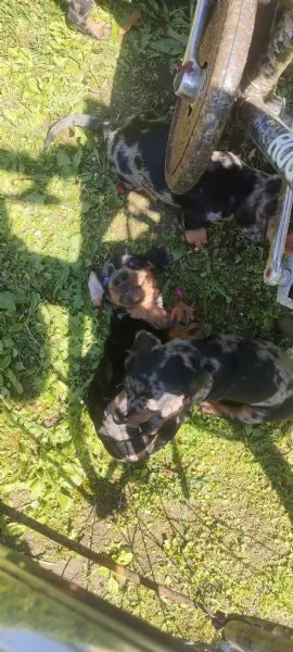 Cuccioli di bassotto nano arlecchino  | Foto 5