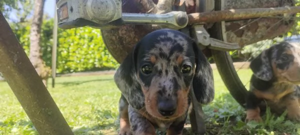 Cuccioli di bassotto nano arlecchino  | Foto 4
