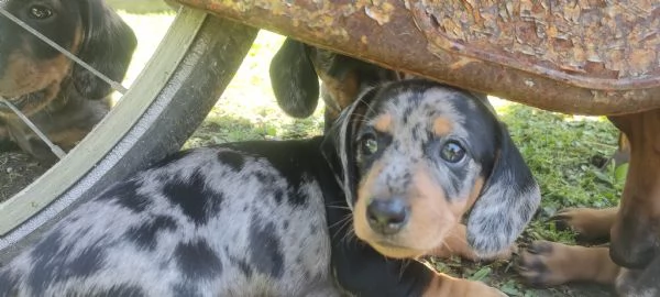 Cuccioli di bassotto nano arlecchino  | Foto 3