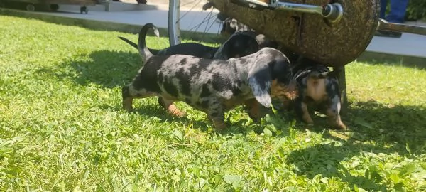 Cuccioli di bassotto nano arlecchino  | Foto 2