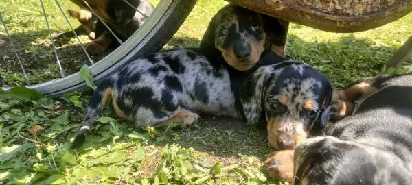 Cuccioli di bassotto nano arlecchino  | Foto 1