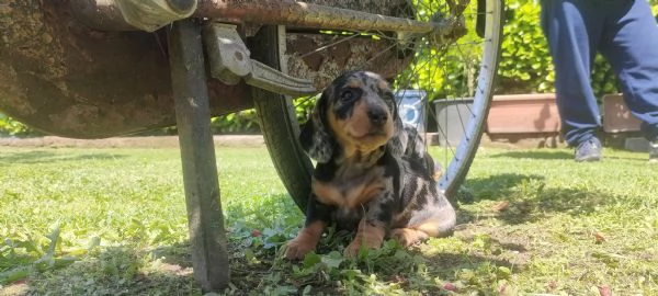 Cuccioli di bassotto nano arlecchino  | Foto 0