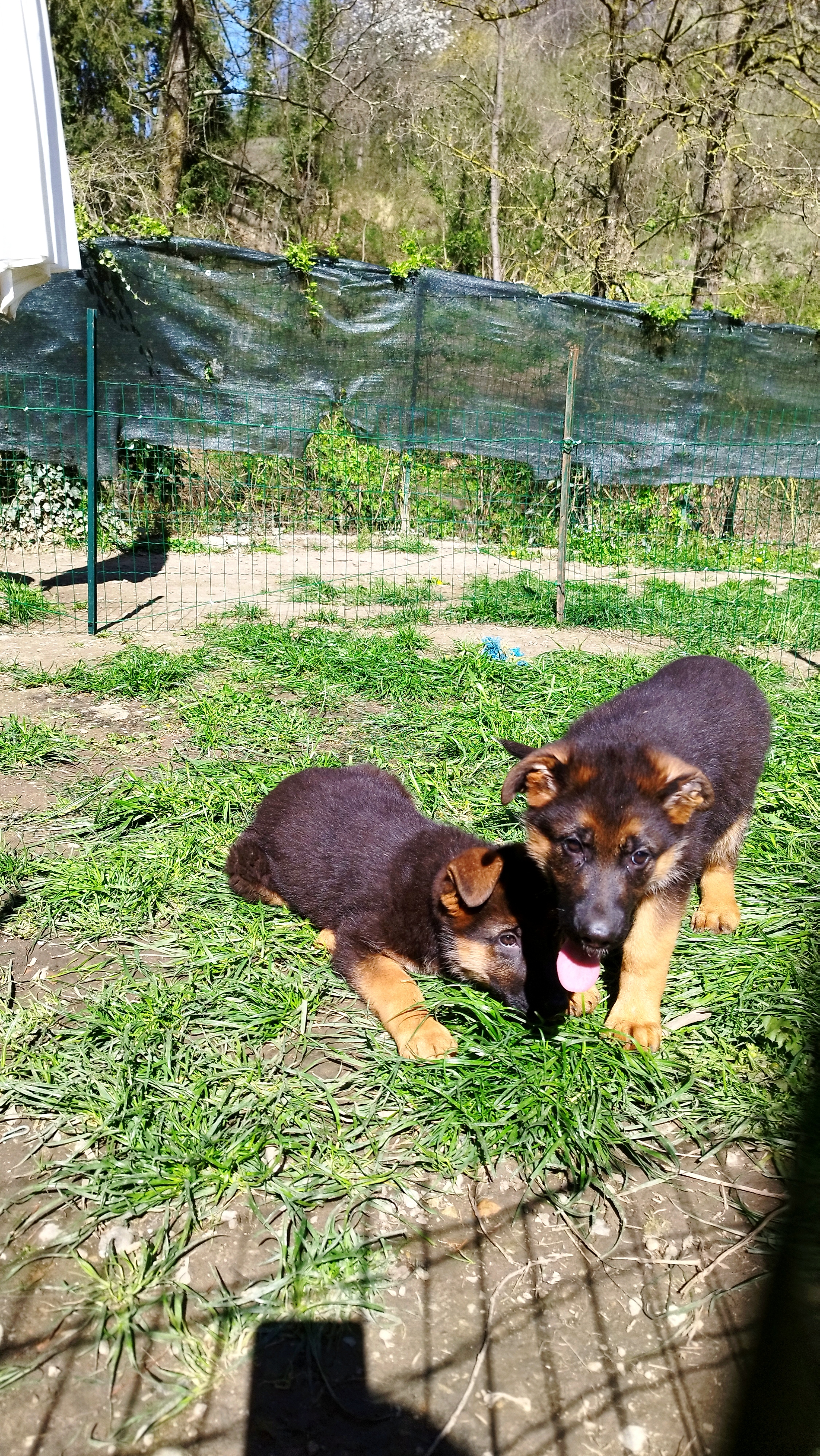 ultime cucciole di pastore tedesco  | Foto 0