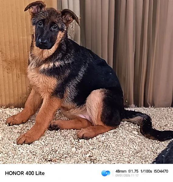 Cuccioloni di pastore tedesco  | Foto 6