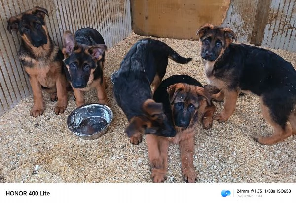 Cuccioloni di pastore tedesco  | Foto 4