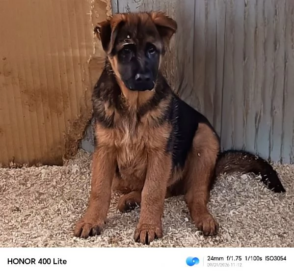 Cuccioloni di pastore tedesco  | Foto 2