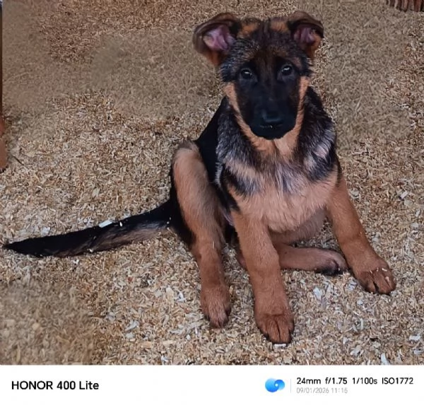 Cuccioloni di pastore tedesco  | Foto 1