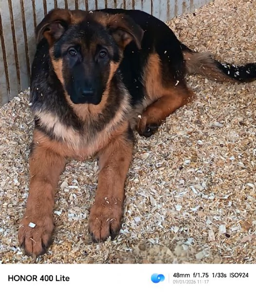 Cuccioloni di pastore tedesco  | Foto 0