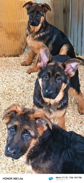  Ultime Femmine di pastore tedesco  | Foto 4