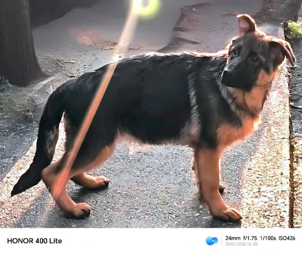  Ultime Femmine di pastore tedesco 