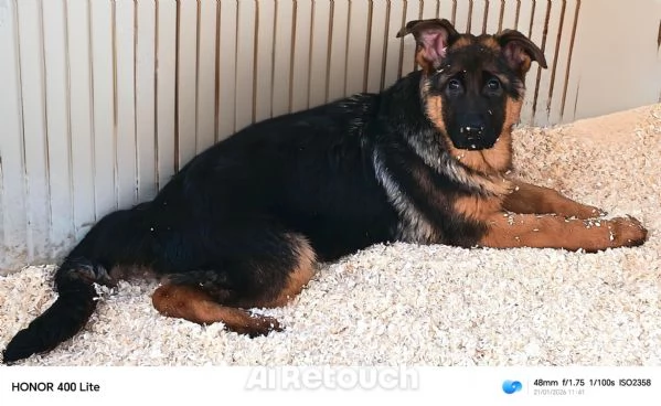  Ultime Femmine di pastore tedesco  | Foto 1