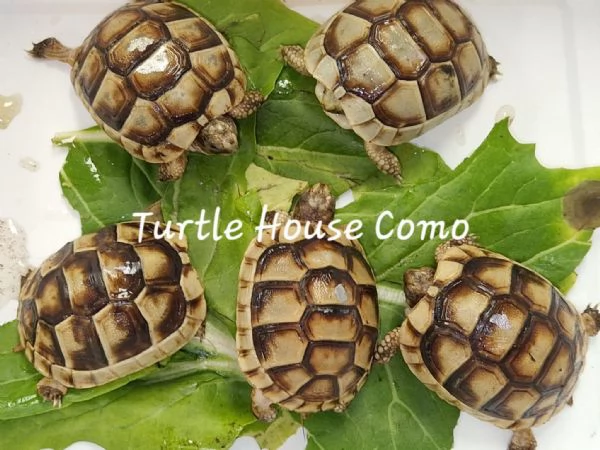 Tartarughe T. Hermanni/T.Marginata/[hidden] | Foto 3