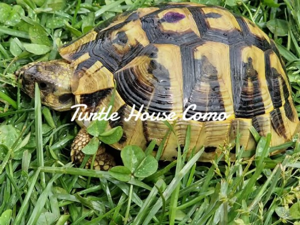 Tartarughe T. Hermanni/T.Marginata/[hidden] | Foto 2