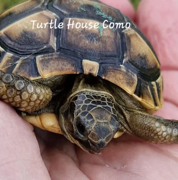 Tartarughe T. Hermanni/T.Marginata/[hidden] | Foto 1