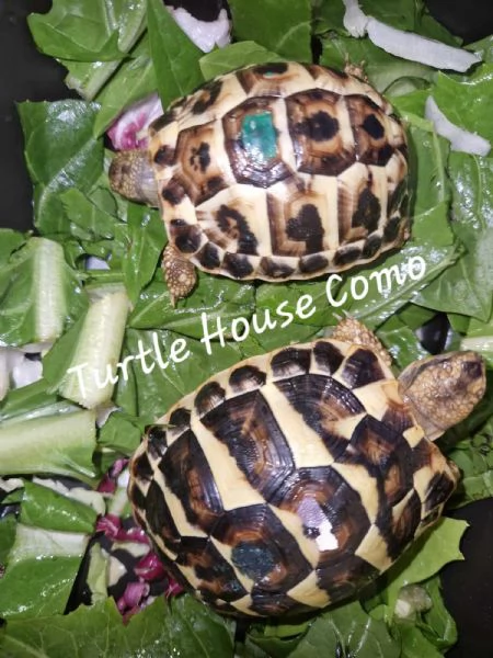 Tartarughe T. Hermanni/T.Marginata/[hidden]