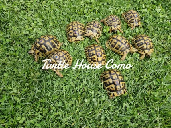 Tartarughe T. Hermanni/T.Marginata/[hidden] | Foto 0