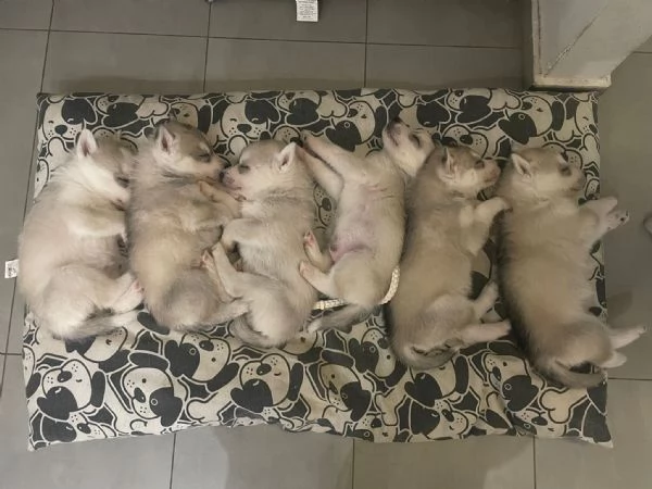 Siberian Husky, cuccioli alta genealogia | Foto 0