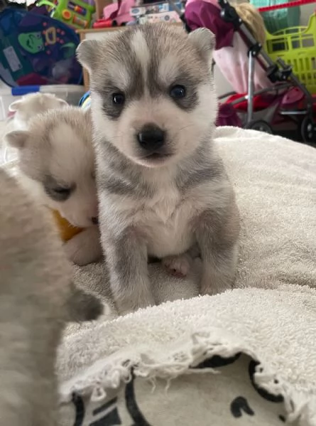 Siberian Husky, cuccioli alta genealogia | Foto 2