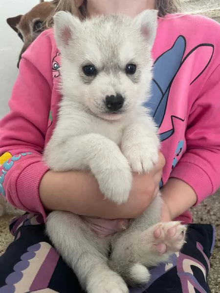 Siberian Husky, cuccioli alta genealogia | Foto 0
