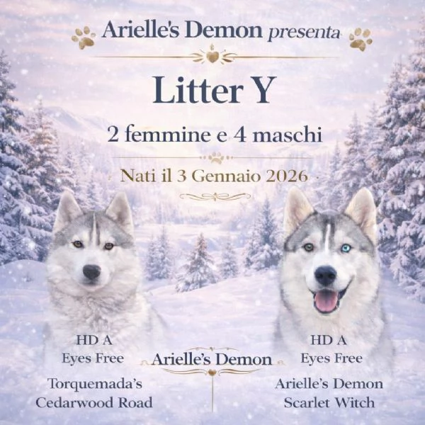 Siberian Husky, cuccioli alta genealogia