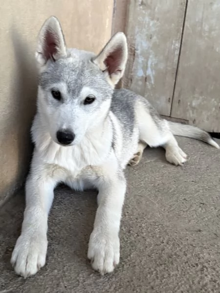 Cuccioli Siberian Husky alta genealogia  | Foto 4
