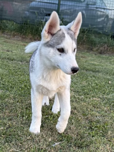 Cuccioli Siberian Husky alta genealogia  | Foto 3
