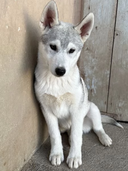 Cuccioli Siberian Husky alta genealogia  | Foto 2