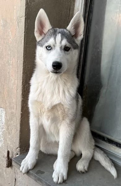 Cuccioli Siberian Husky alta genealogia  | Foto 1