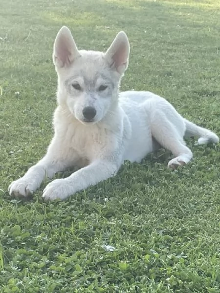 Siberian Husky, cuccioli alta genealogia | Foto 2