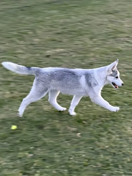 Siberian Husky, cuccioli alta genealogia | Foto 1