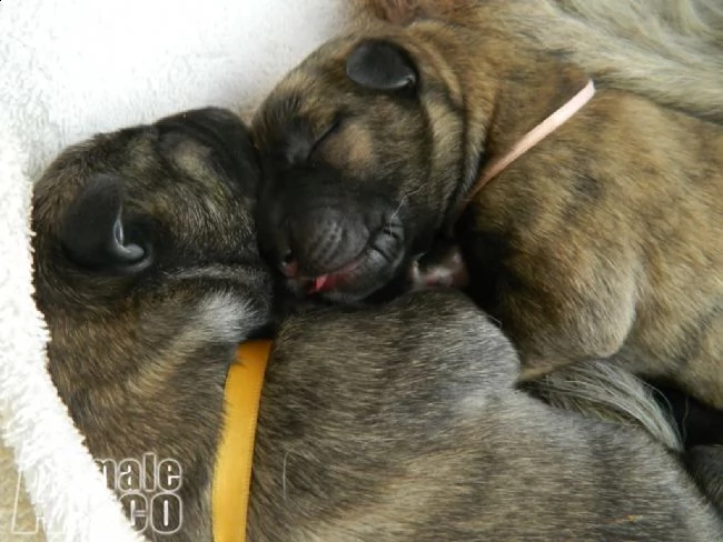 levriero irlandese cuccioli irish wolfhound puppies | Foto 3