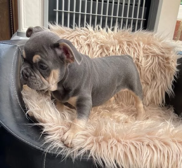 bulldog francese, bouledogue | Foto 3