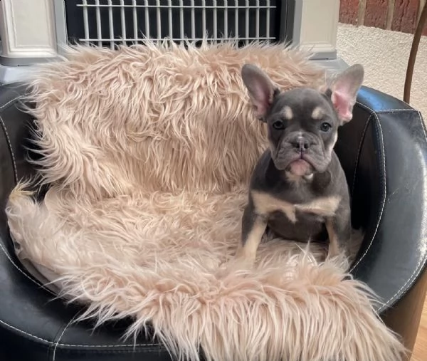 bulldog francese, bouledogue | Foto 2