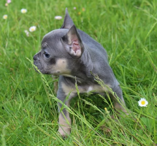 bulldog francese, bouledogue | Foto 1