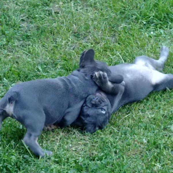 bulldog francese, bouledogue | Foto 0
