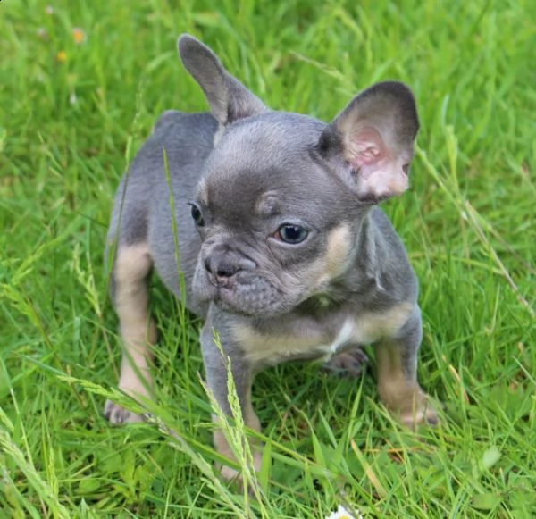 bulldog francese, bouledogue
