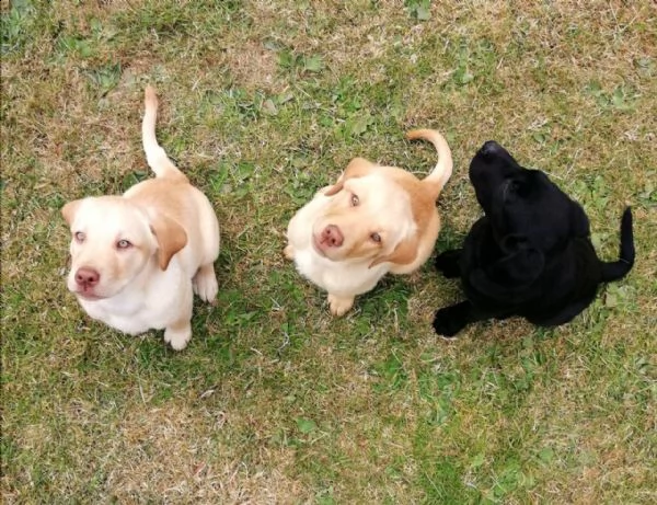cucciolo labrador purissimo con pedigree | Foto 6