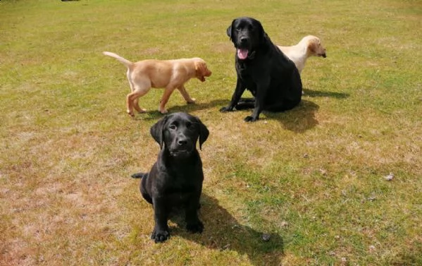 cucciolo labrador purissimo con pedigree | Foto 5