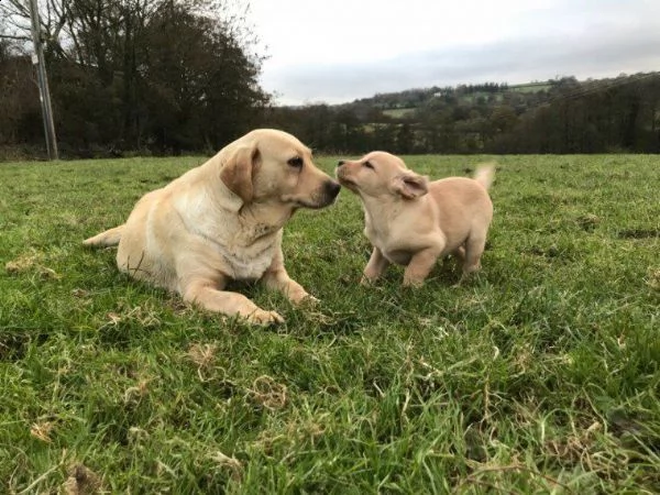 cucciolo labrador purissimo con pedigree | Foto 4