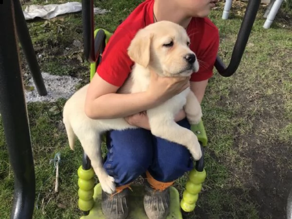 cucciolo labrador purissimo con pedigree