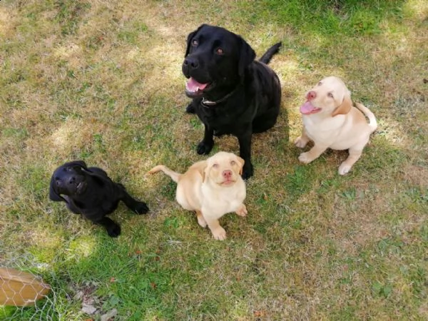 cucciolo labrador purissimo con pedigree | Foto 2
