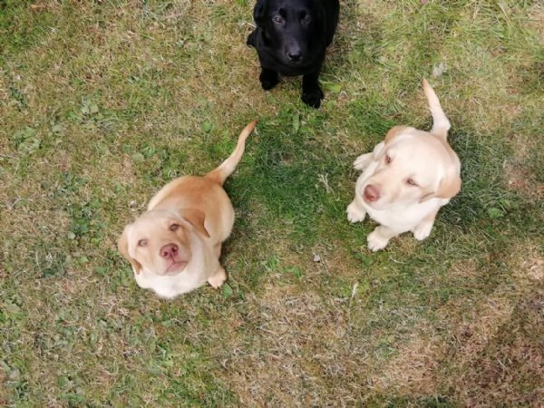 cucciolo labrador purissimo con pedigree | Foto 1