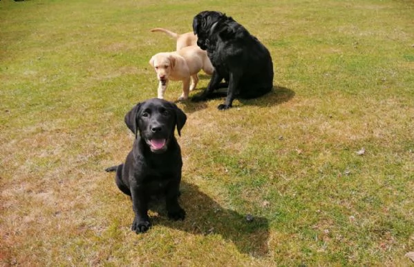 cucciolo labrador purissimo con pedigree | Foto 0
