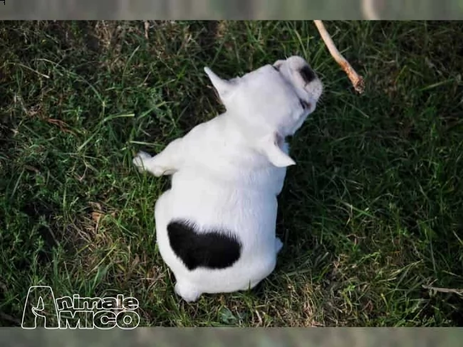 3 cuccioli di bouledogue francesi con pedegree  | Foto 8